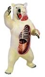 Анатомічна модель Білий ведмідь 4D Master 26097