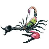 Анатомічна модель Скорпіон 4D Master 26113